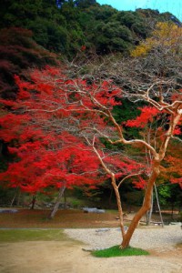 本堂前広場の紅葉320×480