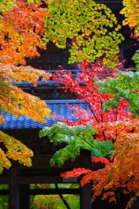 永源寺山門にかかる紅葉320×480