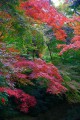 正暦寺本堂に向かう途中の紅葉320×480