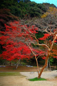 本堂前広場の紅葉640×960