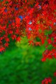 華やかな紅葉の赤と緑320×480