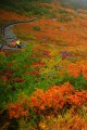 紅葉の中を行く登山者320×480