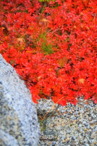 砂利道と草紅葉640×960