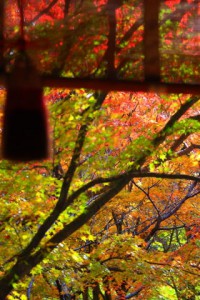 談山神社の簾と紅葉320×480