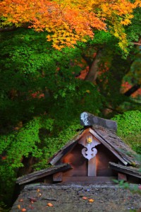 祓戸社建物と色づき始めた紅葉640×960