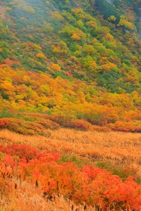 綺麗な彩りの伊那前岳の斜面640×960