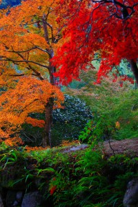 鐘楼の後の赤と黄色の紅葉640×960