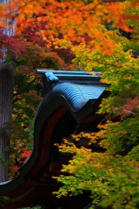 屋根にかかる色とりどりの紅葉320×480