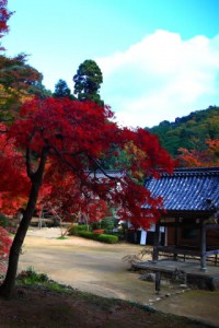 紅葉の木と鐘楼の建物320×480