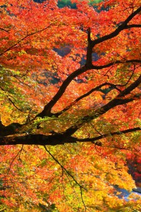 談山神社出口付近の紅葉640×960