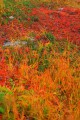 様々な色の草紅葉640×960