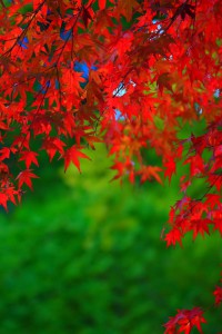 華やかな紅葉の赤と緑640×960