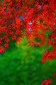 華やかな紅葉の赤と緑640×960