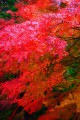 開山堂裏手あたりの色彩紅葉320×480