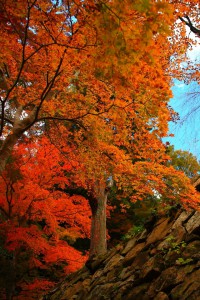 石垣の上の紅葉640×960