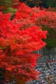 永源寺の手前から見えている美しい紅葉320×480
