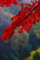 永源寺参道の紅葉と周囲の山々640×960