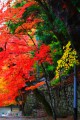 華やかな紅葉の競演640×960