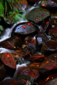 福寿院庭園近くの流れと散り紅葉320×480