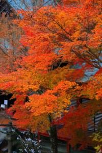 談山神社本殿と紅葉320×480