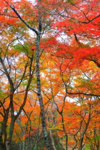 赤や黄色の紅葉の色付き320×480