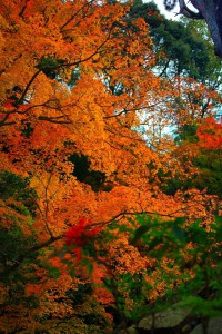 滝のように流れ落ちる紅葉640×960