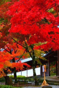 開山堂前あたりの真っ赤な紅葉320×480