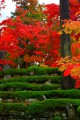 植え込みの緑と紅葉の朱320×480