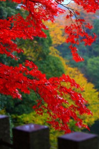 永源寺の柵と赤や黄色のもみじ640×960