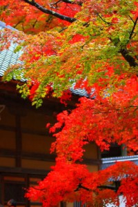 永源寺法堂正面の紅葉320×480