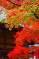 永源寺法堂正面の紅葉320×480