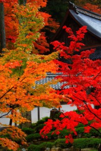 開山堂に続く渡り廊下と紅葉320×480