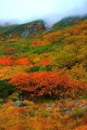 登山道途中の鮮烈な紅葉640×960