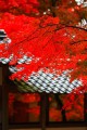 屋根にかかる真っ赤な紅葉320×480