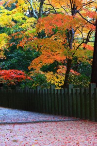 紅葉の楽しめる参道640×960