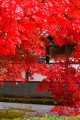 開山堂前庭の真紅の紅葉640×960