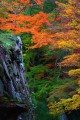 本堂付近の石垣と紅葉640×960