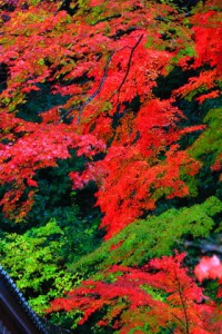 開山堂の付近の目の覚める紅葉320×480