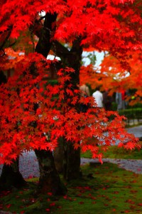 庭園に落ちる紅葉640×960