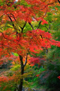 朱塗りのような紅葉320×480