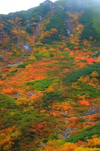 急斜面の素晴らしい紅葉640×960