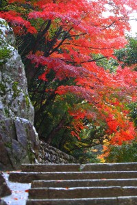 永源寺入口へ向かう途中の紅葉640×960