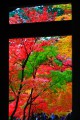 格子窓から見たような山門の紅葉640×960