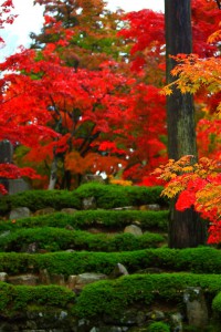 植え込みの緑と紅葉の朱640×960