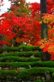 植え込みの緑と紅葉の朱640×960