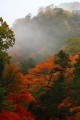 紅葉と霧がかかっている山640×960