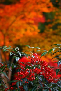 紅葉を背景にした南天の実640×960