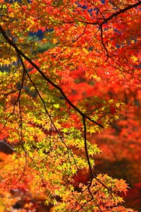 光が当たって輝いている紅葉320×480