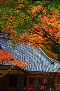 正暦寺本堂の建物と紅葉640×960