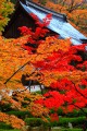 永源寺開山堂の屋根と紅葉640×960